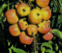 колоновидные яблони сорта президент